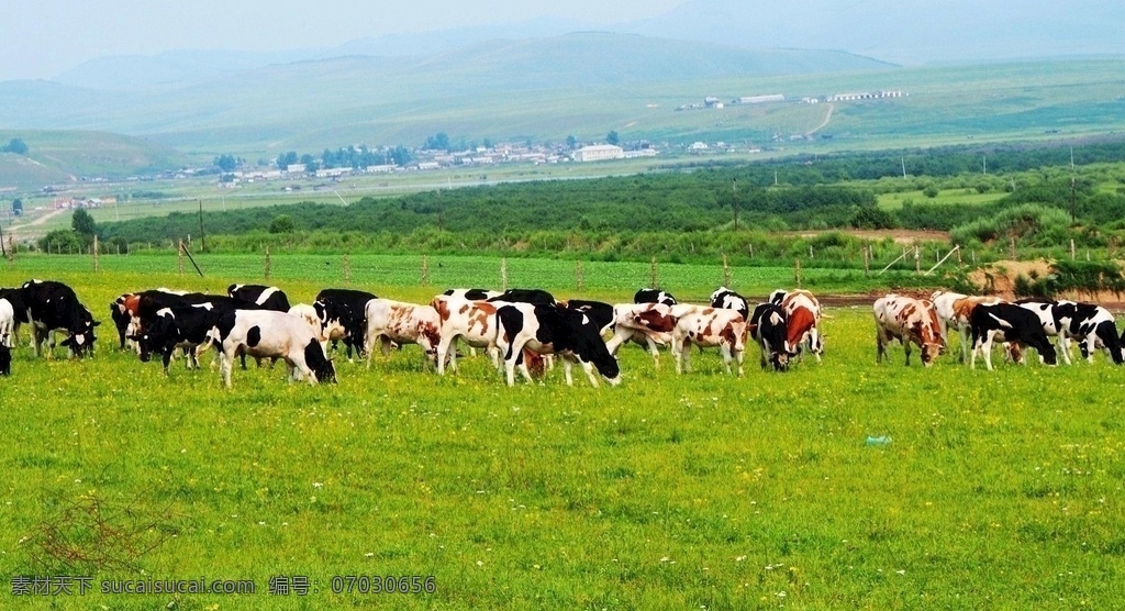 放牛 牛 奶牛 草地 远山 树木 草原 房子 自然景观 黑牛 白牛 黄牛 斑点 生物世界 家禽家畜