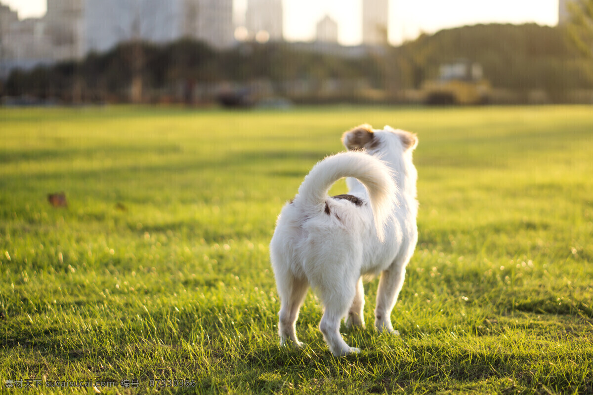狗 帅气 背影 白狗 小型犬 小狗 草地 绿地 狗在草地上 狗背对着你 公园 狗在公园 城市 生物世界 其他生物