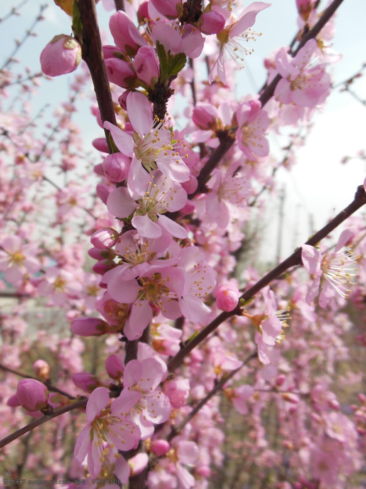 桃花 春天 粉色花朵 高清图 花草 生物世界 桃树 psd源文件