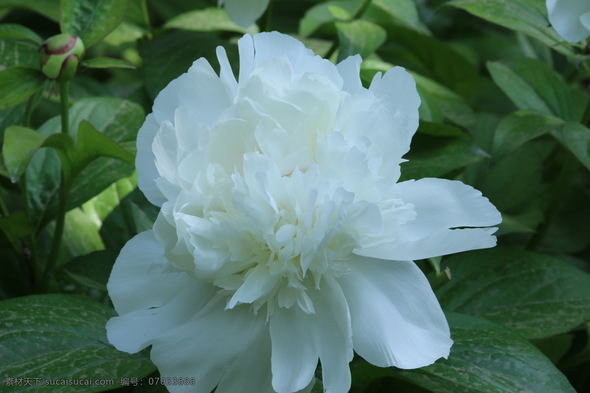 芍药花 芍药 将离 离草 花卉 花儿 花骨朵 花草 植物 园林绿化 绿化景观 花朵 花蕊 芍药牡丹 生物世界