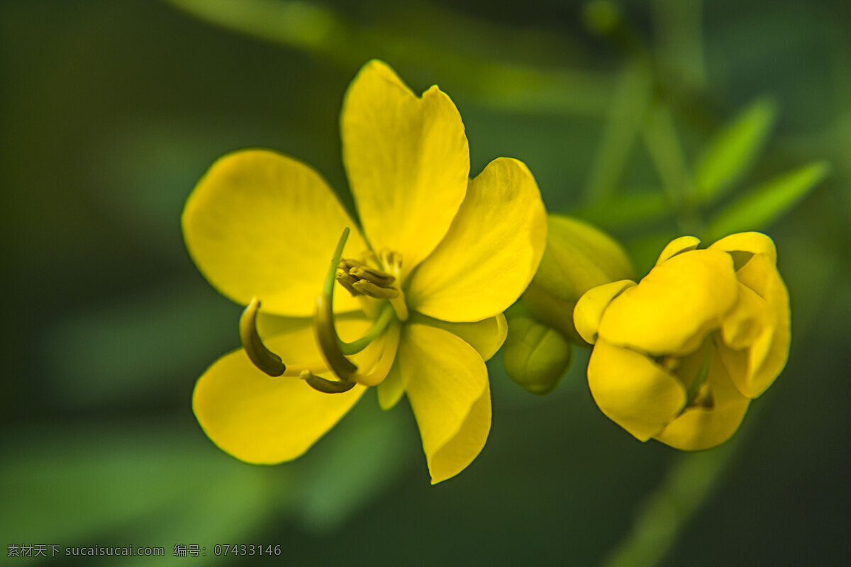 决明子花 草决明 马蹄决明 假绿豆 清肝明目 决明花黄色 决明子 生物世界 花草