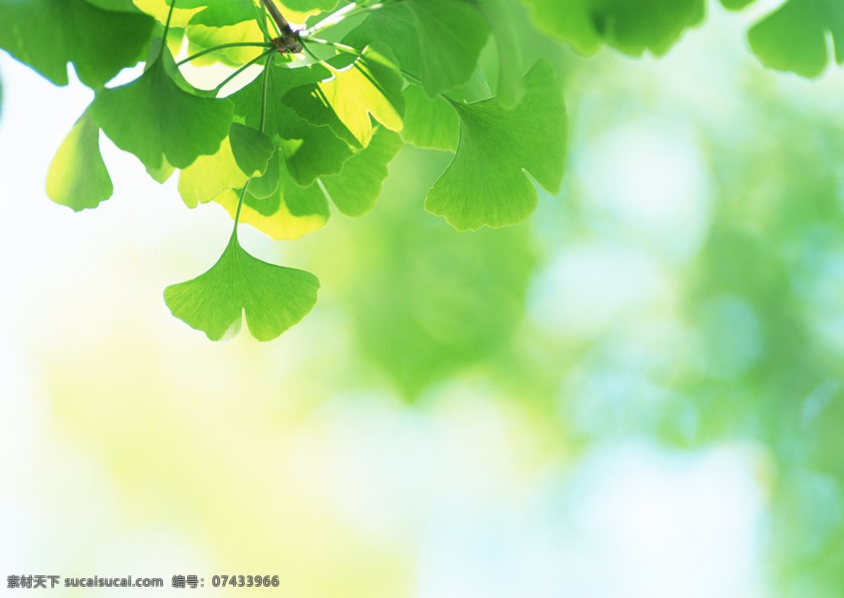 绿色 清爽 背景 叶子 绿叶 清新 鲜花背景 背景素材 美丽风景 摄影图 高清图片 花草树木 生物世界