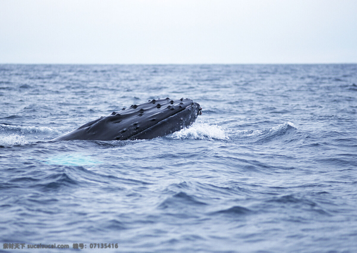 大海 里 鲸 动物世界 生物世界 海底生物 蓝鲸 鲸鱼 水中生物