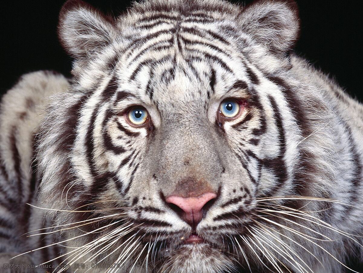 老虎 生物世界 野生动物 摄影图库