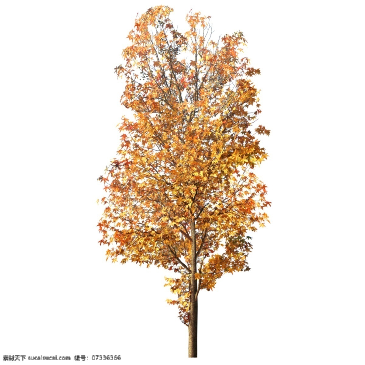 颗 枫树 树木 林木 植物 季节 秋季 叶子 时光 环保