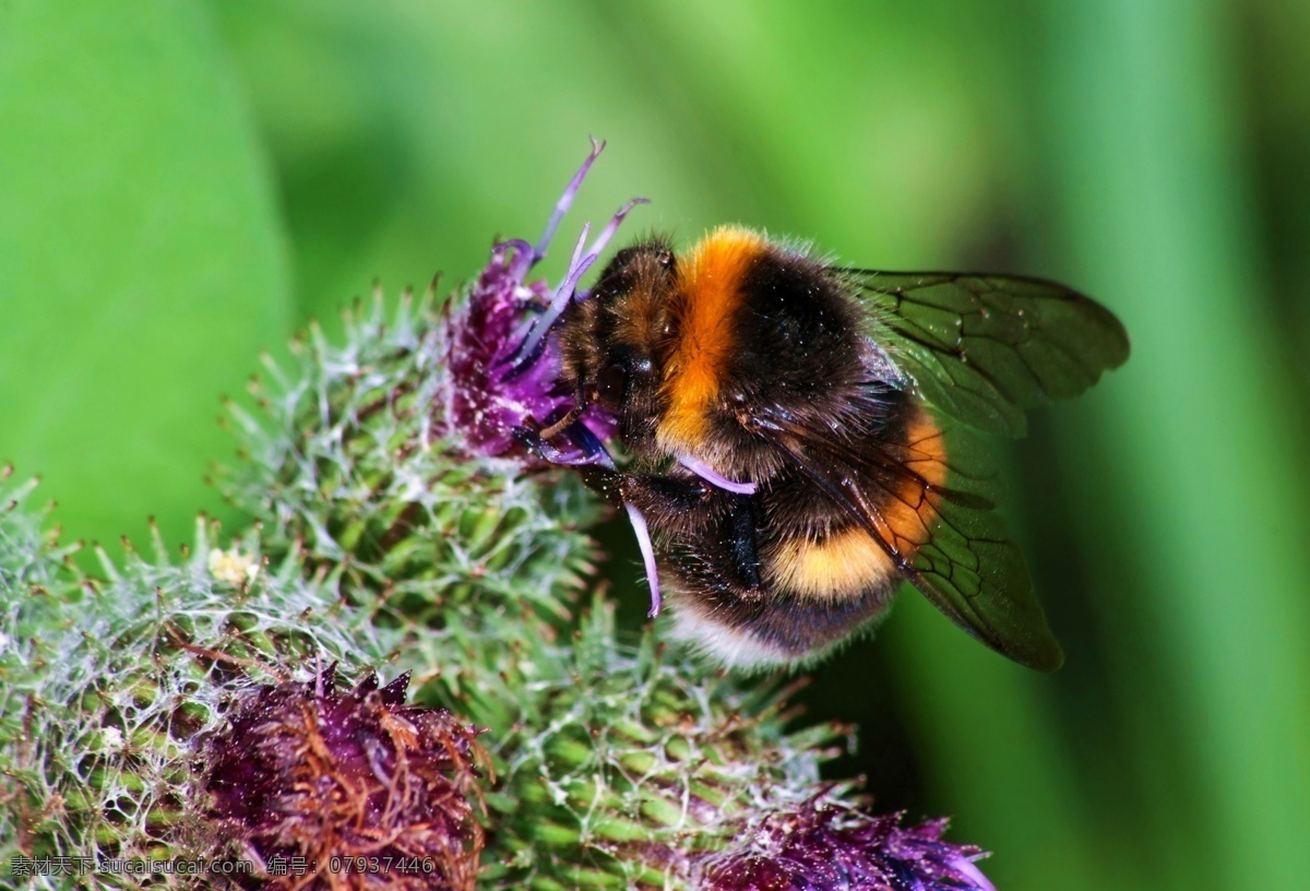 采蜜的蜜蜂 蜜蜂 采蜜 美丽鲜花 花朵 动物世界 昆虫世界 生物世界 绿色