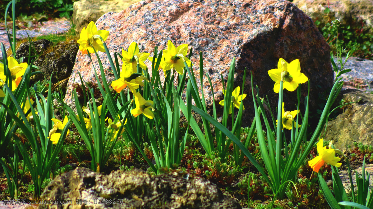 黄色花朵摄影 黄色 花朵 黄色花朵 美丽花朵 花卉 美丽鲜花 鲜花摄影 花草树木 生物世界 黑色