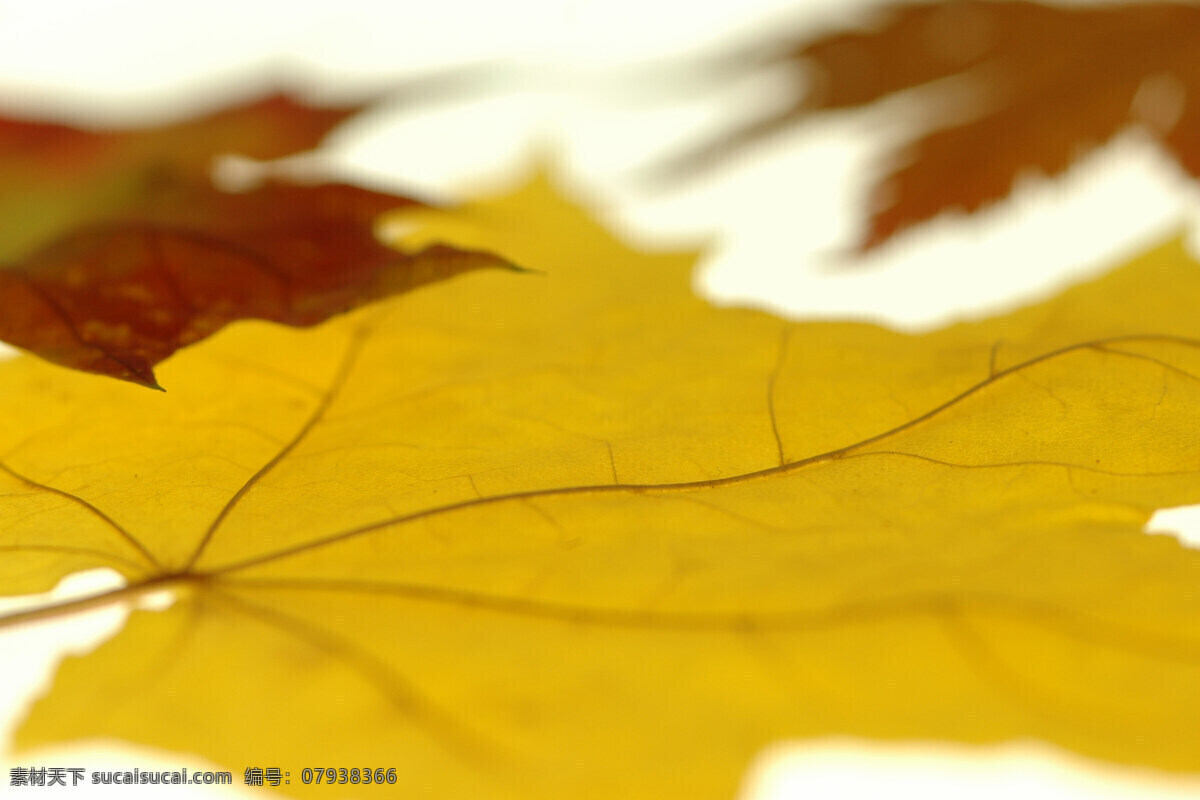 秋天 黄叶 背景 秋天叶子 秋天风景 秋景 秋天色彩 枫叶 叶子 植物 清新 自然风景 自然景观 叶子背景 花草树木 生物世界