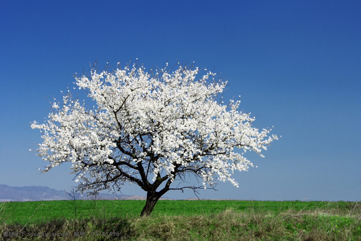 白色樱花树 秦皇岛 北戴河 旅游 自然 植物 花 公园 风景 风光 奥林匹克公园 唯美 清新 樱花 树 自然风景 自然景观