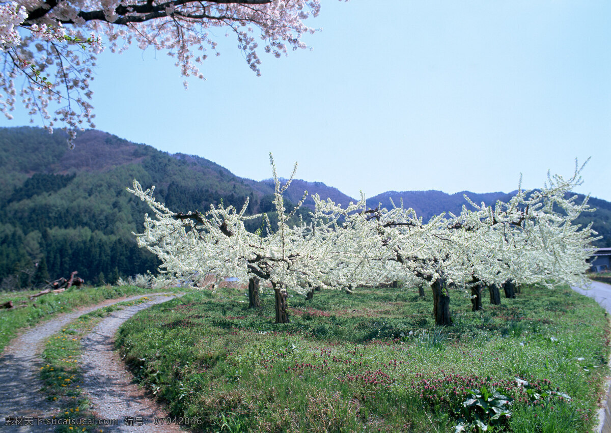 春天 风景摄影 美丽风景 风光 景色 树木 开花的果树 自然景观 山水风景 四季风景 风景图片