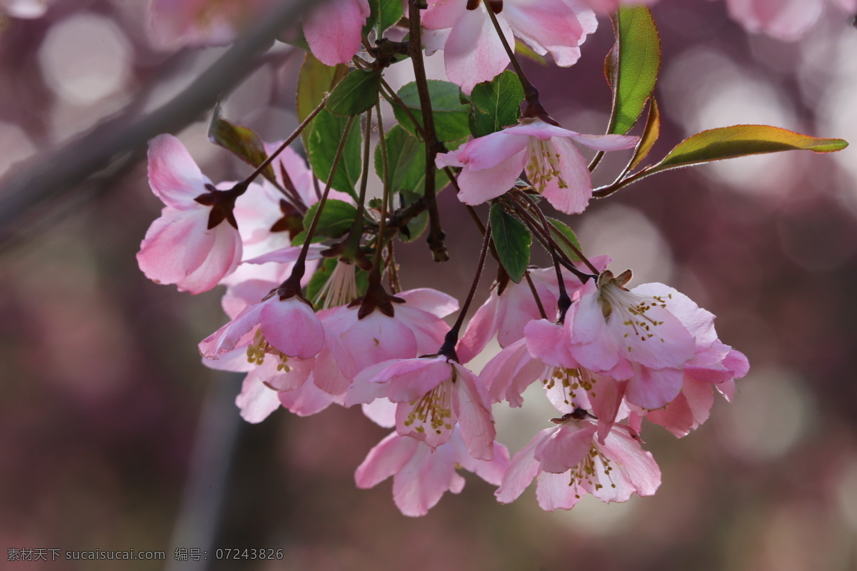 垂丝海棠花 海棠花 垂丝海棠 垂枝海棠 花朵 花瓣 花蕊 陶然亭风景 陶然亭美景 花骨朵 花苞 海棠 春天 花卉 树枝 园林景观 绿化景观 山楂 红叶 李 生物世界 花草