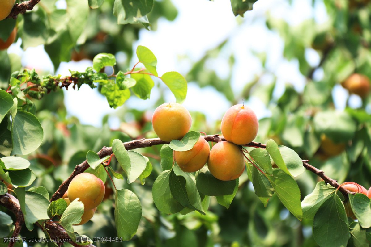熟杏 杏树 果实 黄杏 硕果 杏子 旅游摄影 自然风景