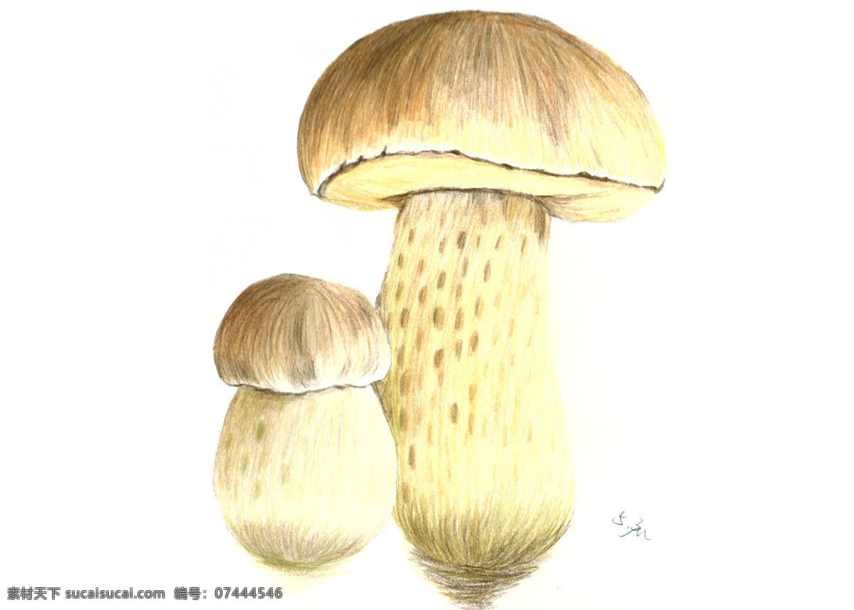 蘑菇 手绘 植物 色铅笔 菌子 绘画书法 文化艺术