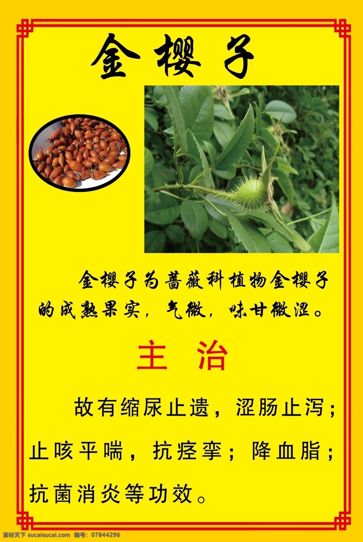金樱子 植物 药材 可入药 主治