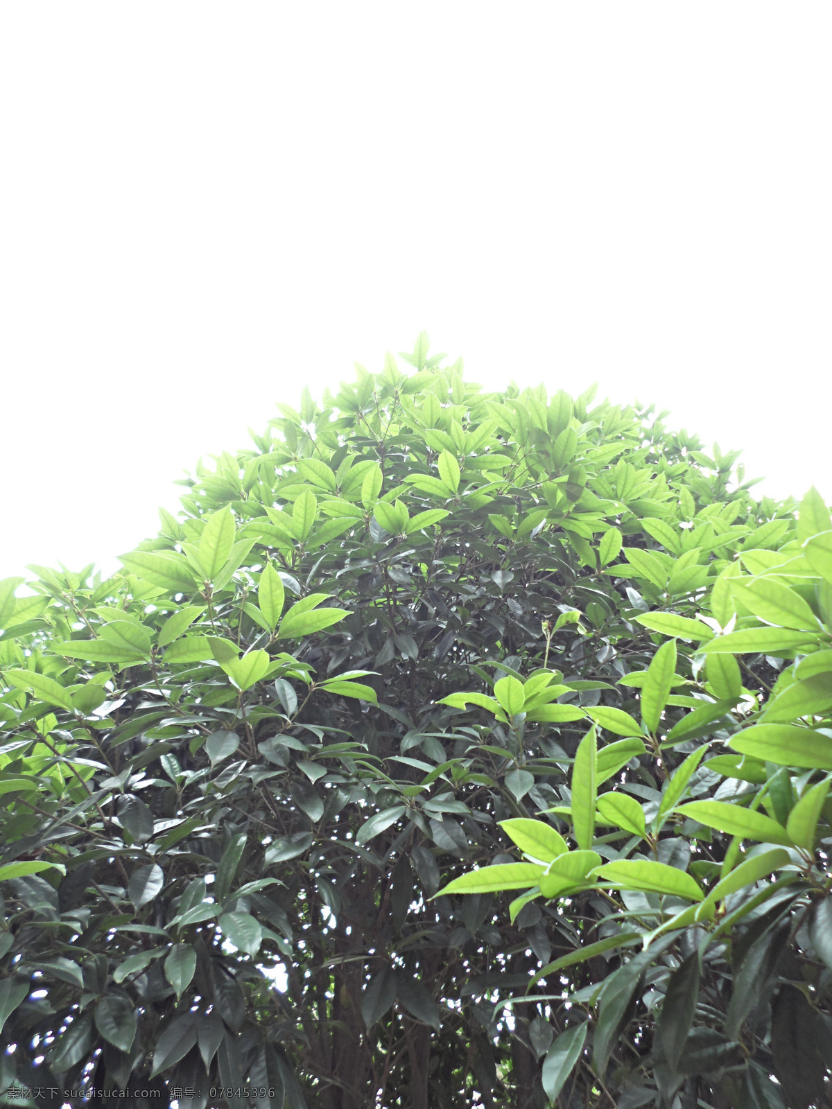 桂花树 木犀属 桂花 木犀 岩桂 九里香 金栗 金桂 银桂 丹桂 月桂 被子植物门 双子叶植物纲 唇形目 木犀科 花世界 花草 生物世界 白色