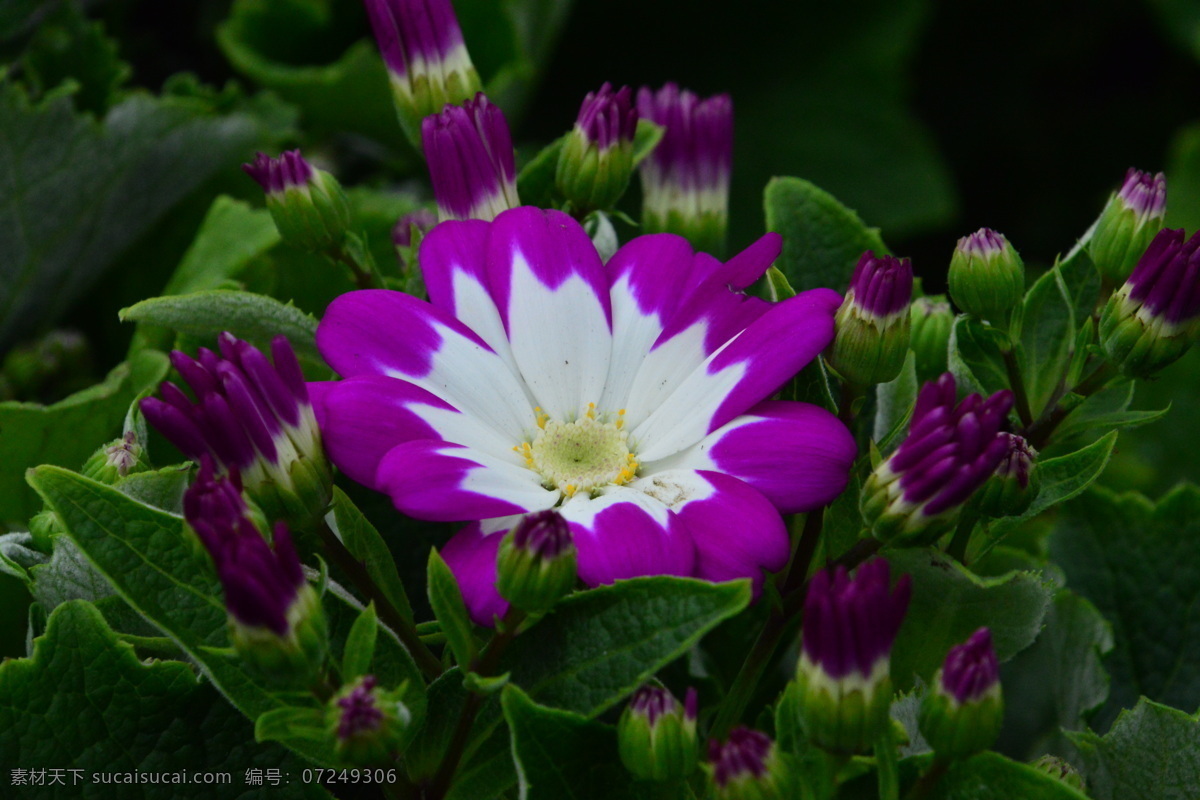 瓜叶菊 富贵菊 黄瓜花 绿化景观 花儿 花朵 花卉 花草 园林 菊菊花 生物世界