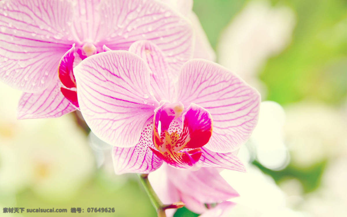 位图免费下载 服装图案 花朵 花卉 位图 植物摄影 面料图库 服装设计 图案花型