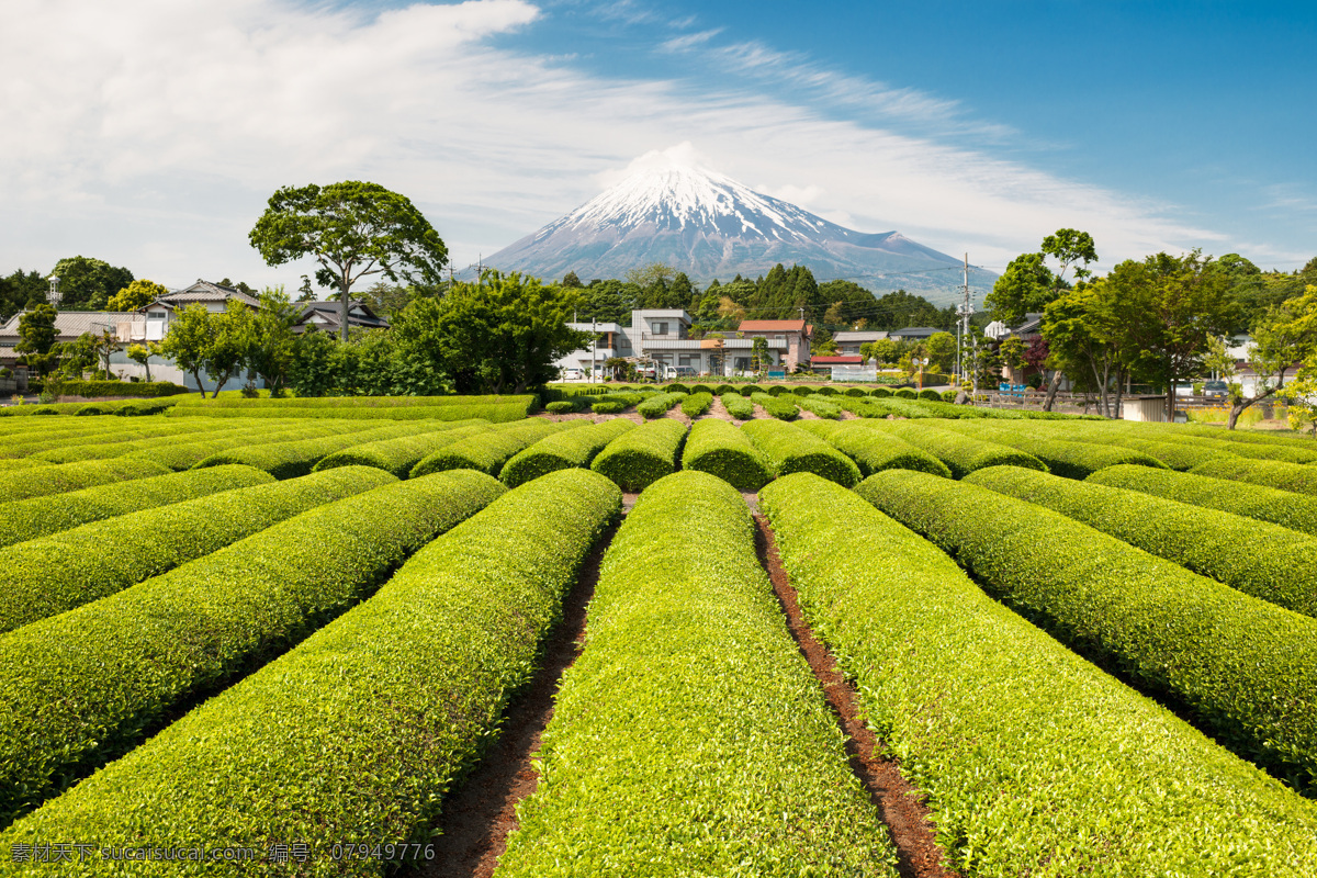 茶园 茶山风景 茶园风景 茶园风光 茶园背景 茶树 背景 绿色 风景 茶庄 山 绿色茶园 茶园美景 摄影图 茶园摄影图 草地 茶叶 高山茶园 自然景观 田园风光