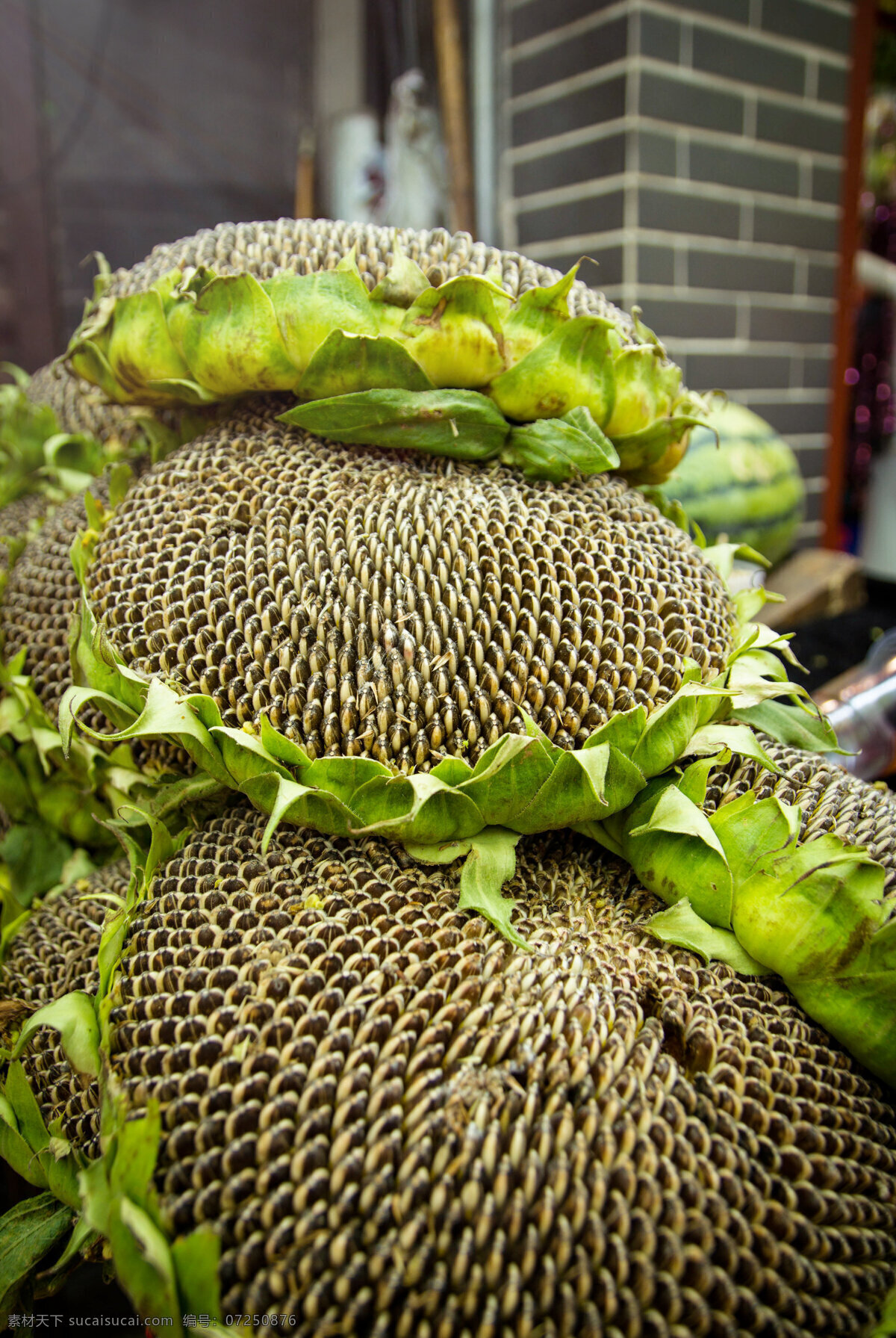 葵花籽 向日葵 瓜子 花 植物 可食用 西安 生物世界 花草