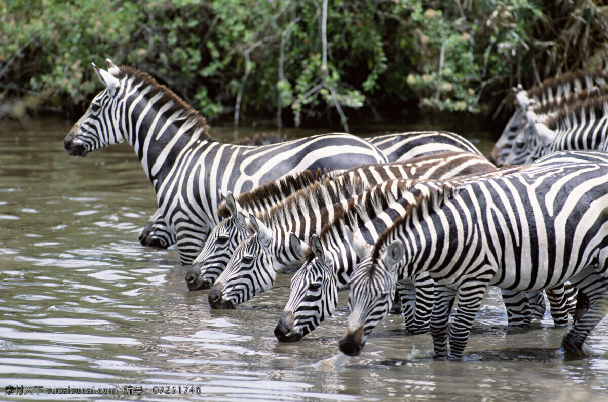 非洲 斑马 非洲野生动物 动物世界 动物 jpg图片 野生动物 生物世界 摄影图片 脯乳动物 斑马高清图片 斑马写真 斑马喝水 水里的斑马 陆地动物