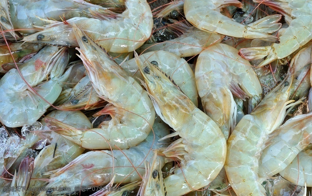 大虾 虾仁 红虾 海鲜 海虾 蒸虾 虾 生物世界 海洋生物 餐饮美食 西餐美食