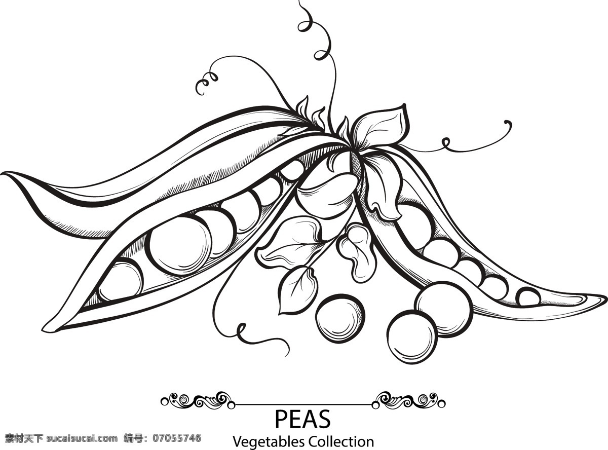 手绘 豌豆 背景 矢量 eps格式 黑白 花边 蔬菜 矢量图 其他矢量图