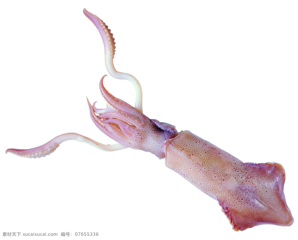 海鲜免费下载 餐饮美食 海鲜 海鲜美食 螺 摄影图库 食物原料 虾 蟹 鱼 鳝鱼 生物世界