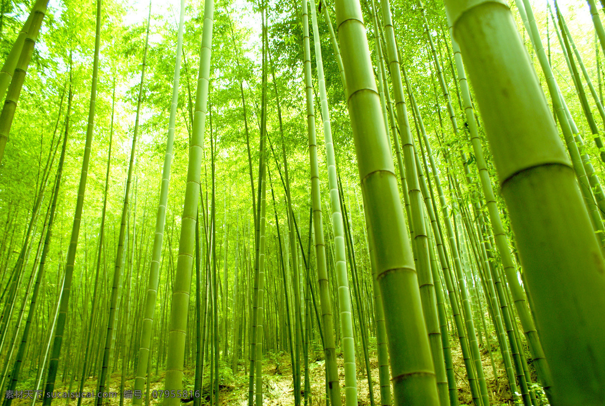 竹林 竹子 竹海 树林 绿色 环境 森林 丛林 自然 风光 美景 风景 大树 旅游 景观 景色 梦幻 唯美 树叶 绿叶 壁纸 美丽自然 自然风景 自然景观