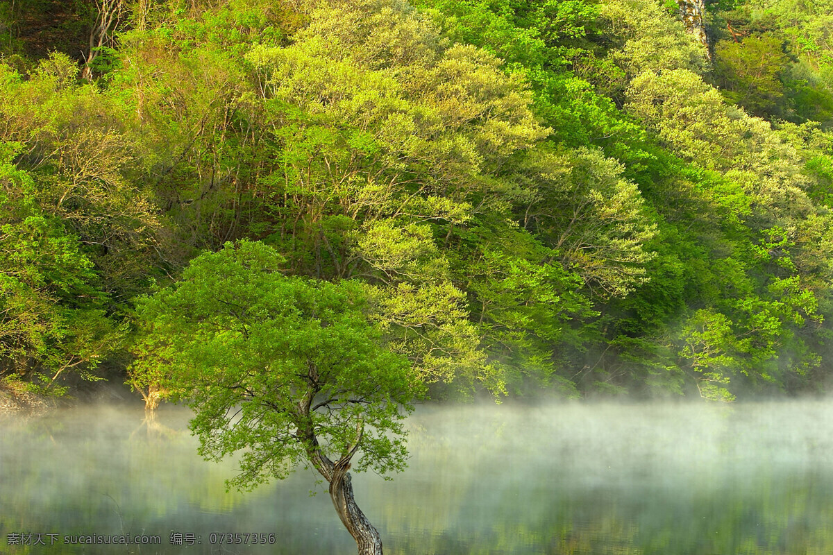 森林 风光 背景 风景 季节 旅游 森林风光 摄影图库 树 树林 树木 休闲 自然 自然风景 自然景观 生活 旅游餐饮