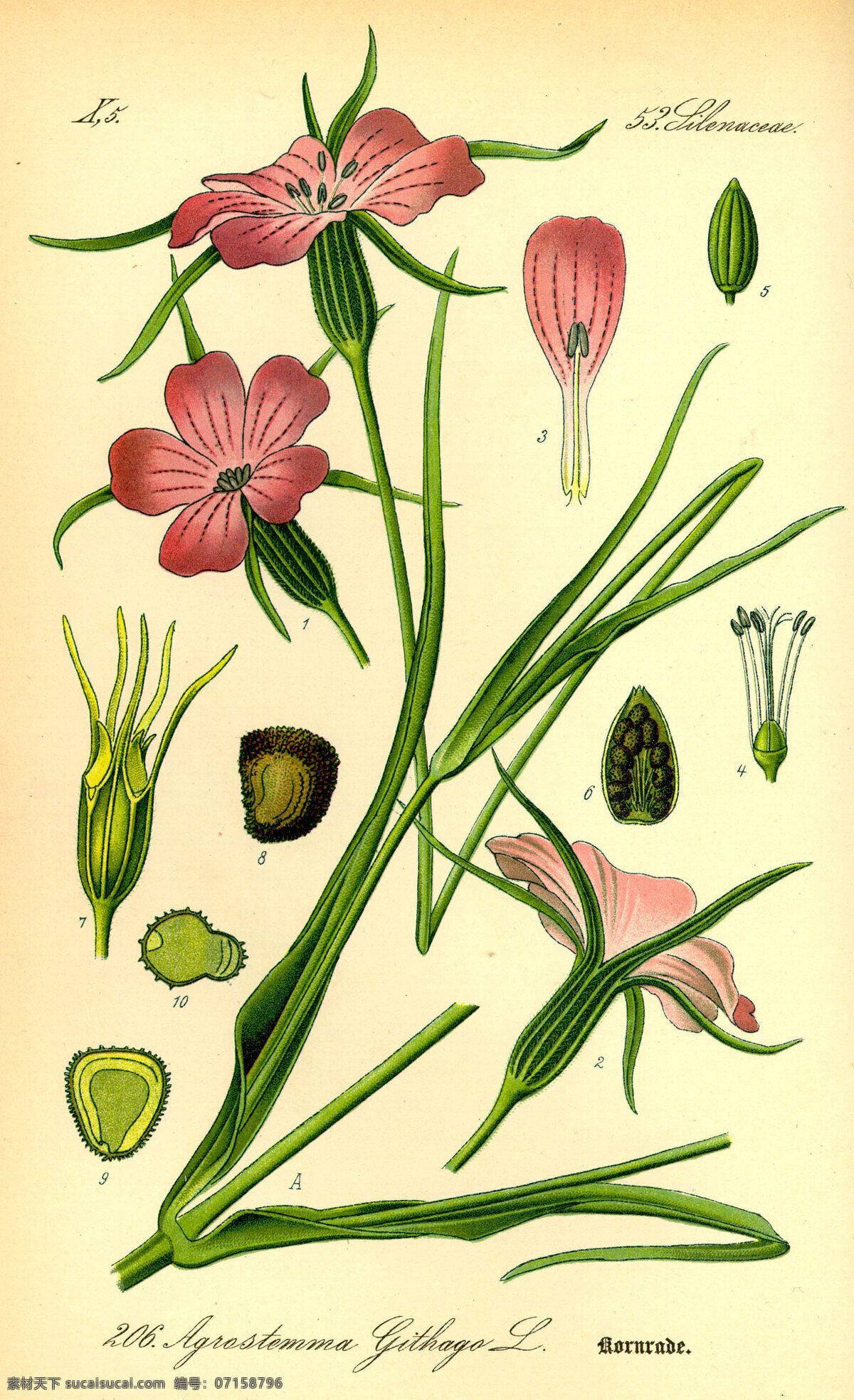 手绘 彩色 植物 图谱 奥托 花朵 高清大图 花草 解剖 生物世界