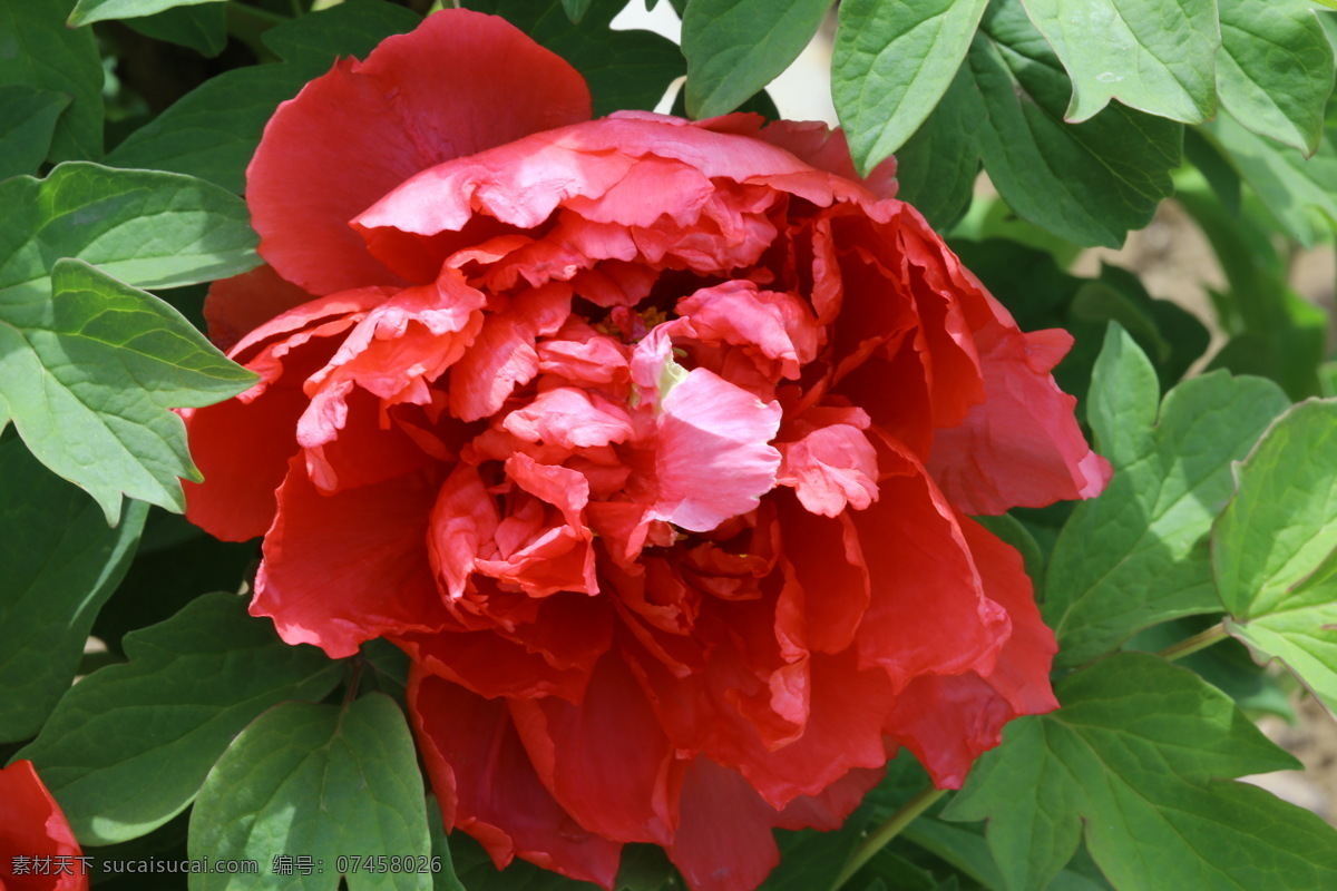 牡丹花 牡丹 观赏花卉 鼠姑 木芍药 百雨金 洛阳花 花朵 花瓣 花蕊 花卉 花儿 花草 植物 园林绿化 绿化景观 芍药牡丹 生物世界