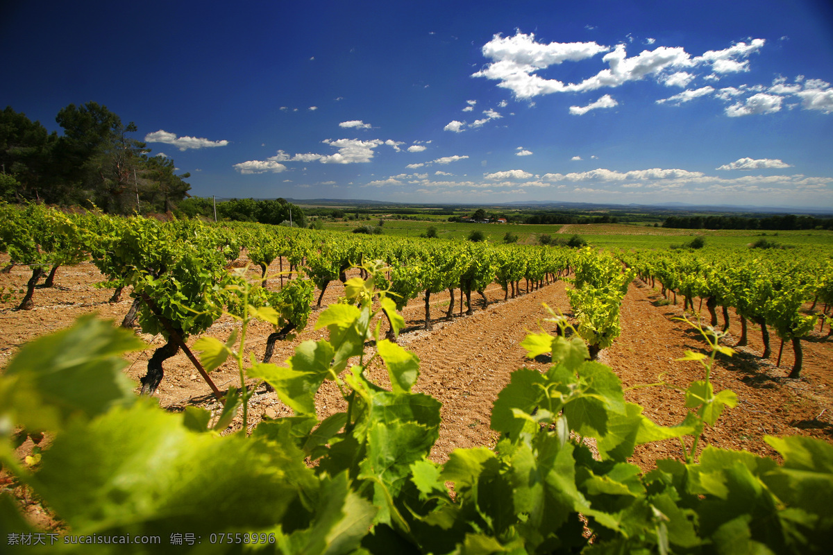 法国 葡萄园 葡萄园风景 法国葡萄园 法国酒庄 葡萄种植 自然景观 田园风光