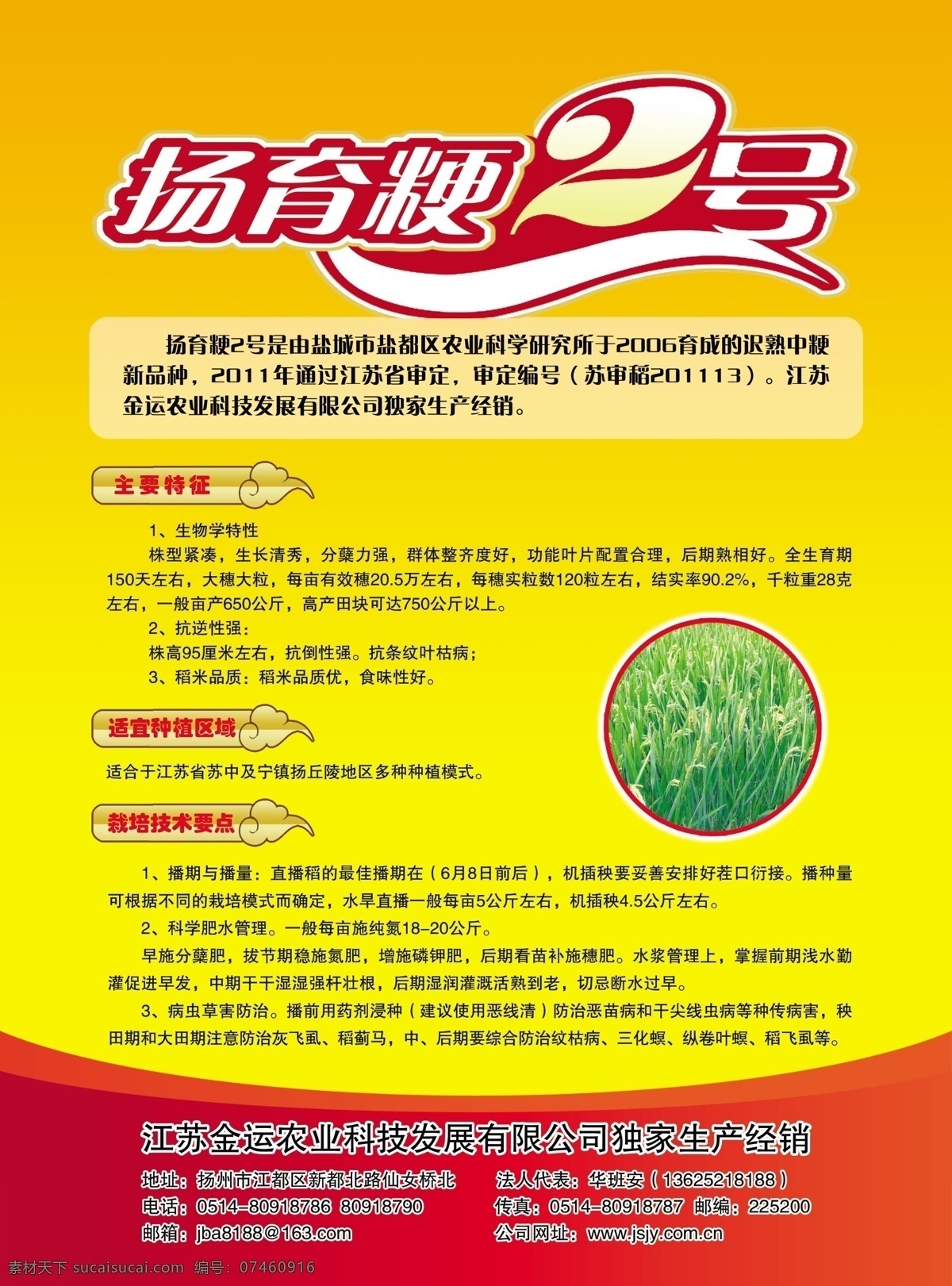 dm宣传单 彩页设计 单页 单页模板 广告设计模板 水稻 宣传彩页 农业 宣传 彩页 宣传广告 彩页背面 源文件 矢量图 日常生活