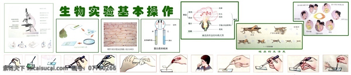 生物 实验室 文化 生物实验室 基本操作 文化墙 展板模板 广告设计模板 源文件