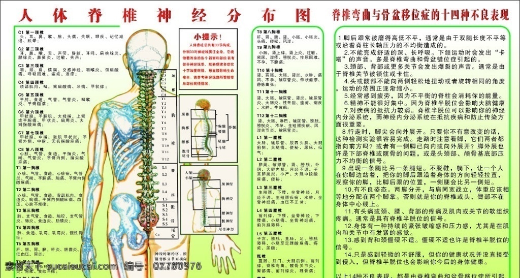 人体经络图 脊椎 神经 脊椎弯曲 人体经络 关节 疼痛 各类 病症 矢量