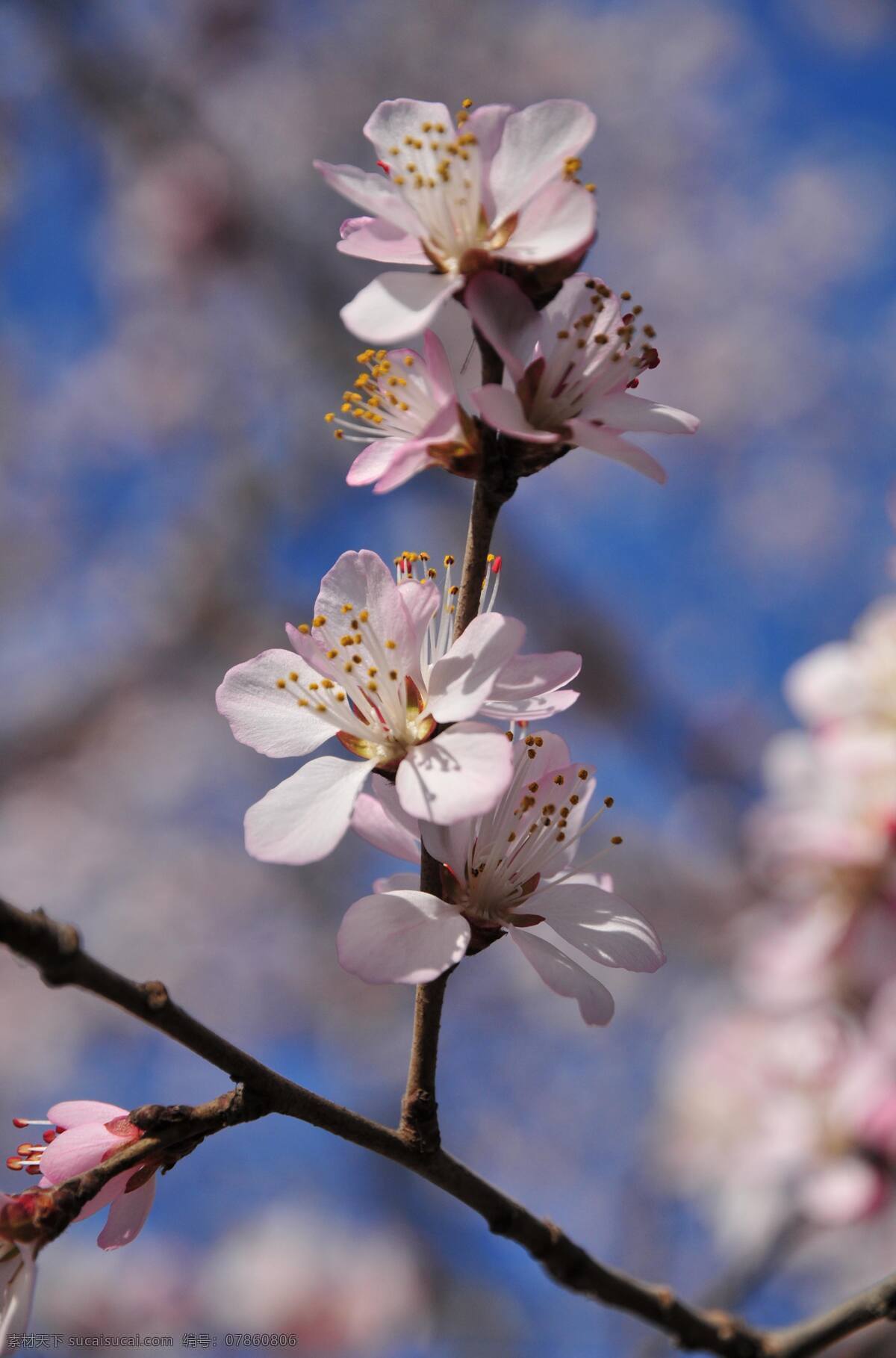 樱花 玉渊潭 花卉 花草 生物世界