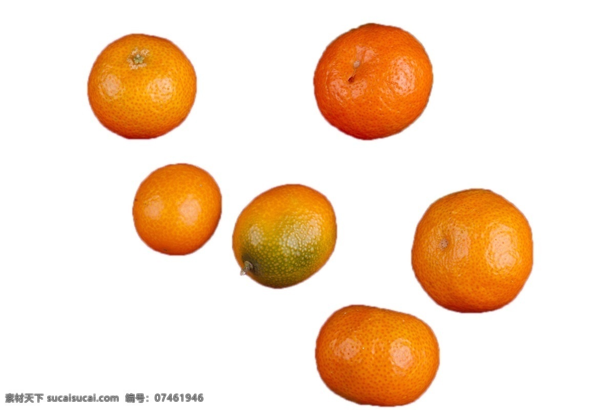 六 美味可口 橘子 新鲜 甘甜 好吃 绿色 安全 野生 橘子树 成长 植物 美丽 水果 水分足 六个