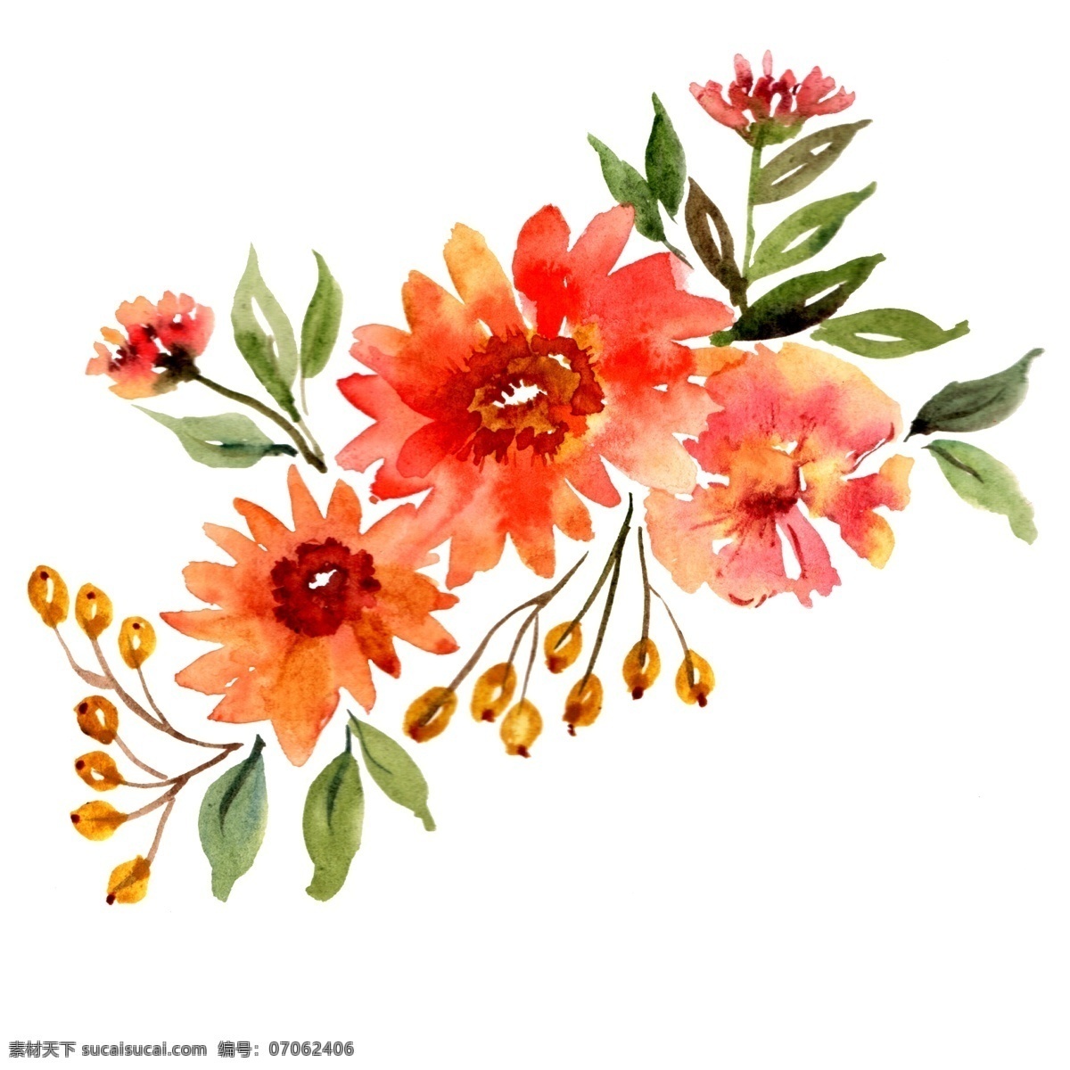 水彩 花卉 植物 手绘 插画 红花 绿叶 枝蔓 种子 水彩花卉插画 手绘鲜花 鲜花 枝叶 水彩鲜花 鲜花装饰