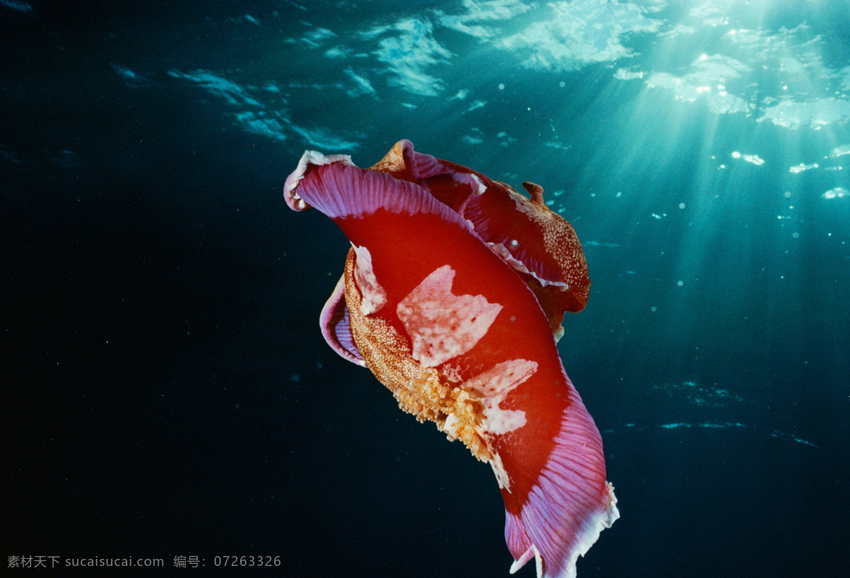 海蛞蝓 蛞蝓 海洋生物摄影 海洋生物 生物世界