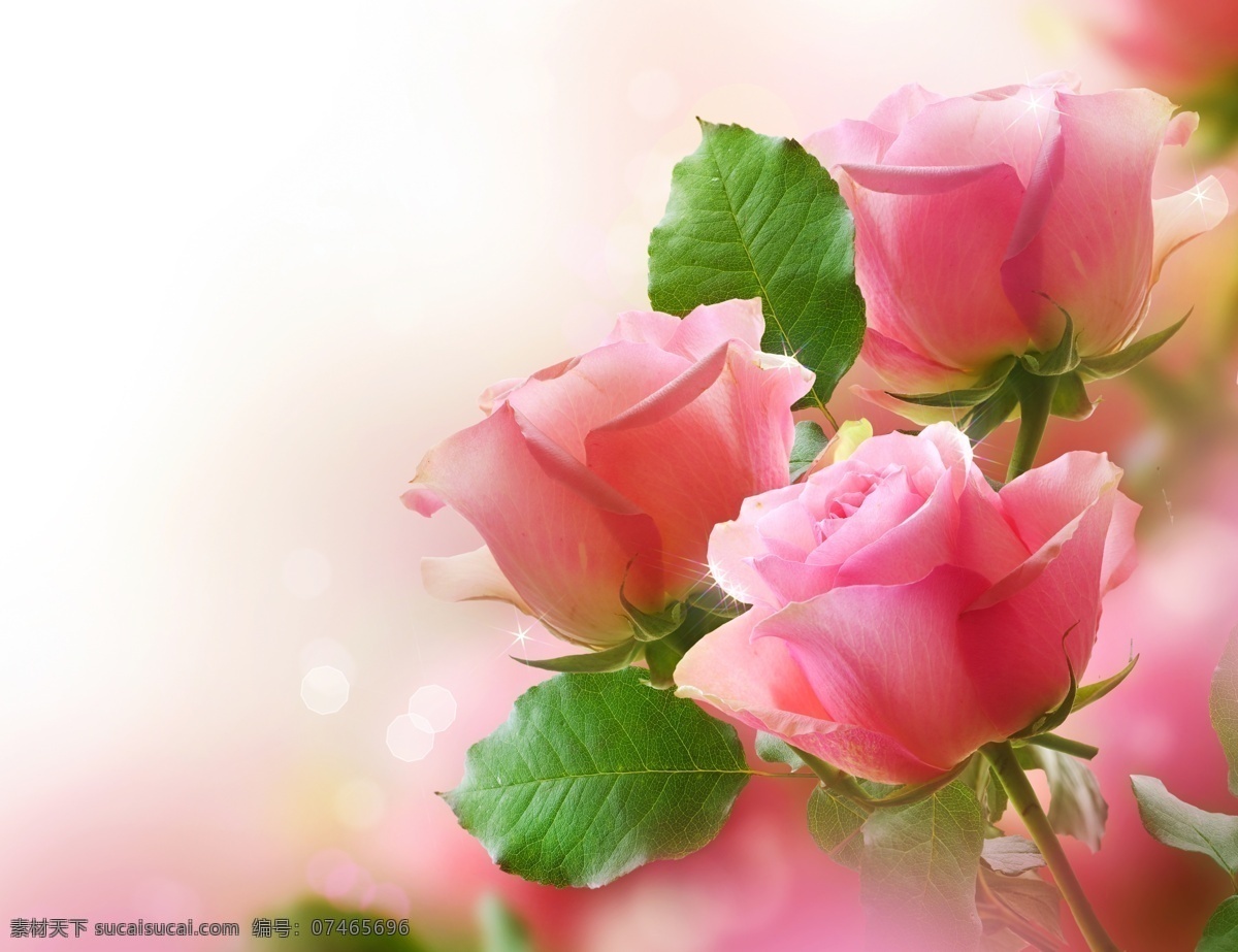 玫瑰 红玫瑰 粉玫瑰 特写 花瓣 特写玫瑰 玫瑰花 高清花朵 花 花卉 野生玫瑰 花朵 迷人玫瑰 高清 背景 花草 生物世界 花卉花草