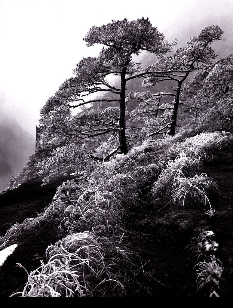 黄山雾松 旅游摄影 自然风景 自然风光 摄影图库