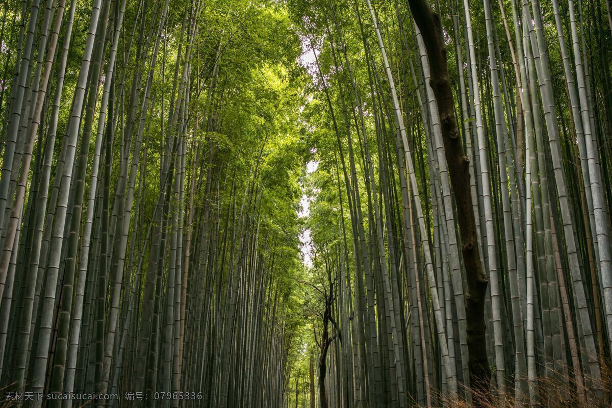 竹 竹子 竹叶 楠竹林 楠竹 毛竹 南竹 江南竹 茅竹 毛竹林 竹子特写 近景竹子 竹海 竹子竹林 马路 林间小路 生物世界 树木树叶