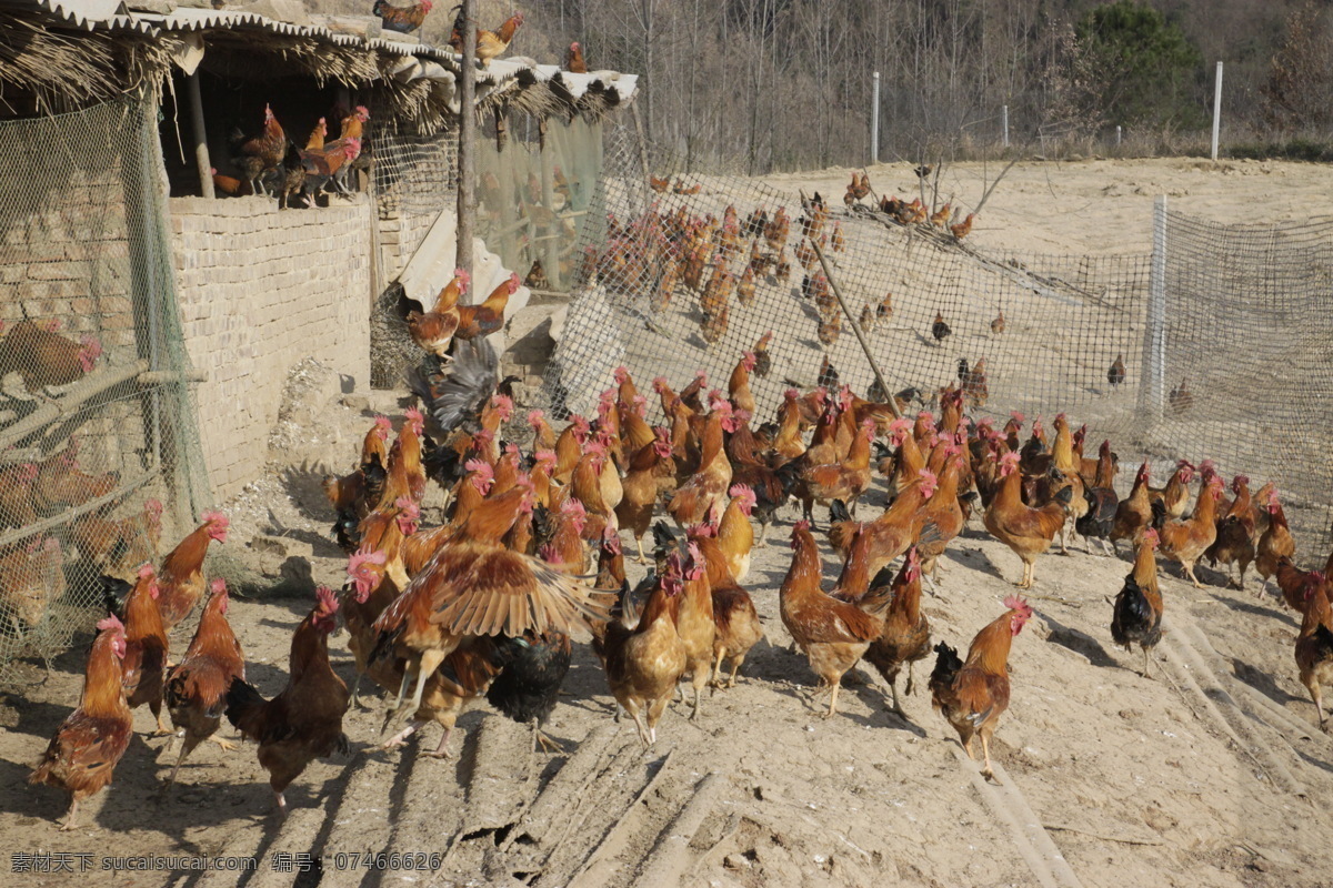 公鸡 土鸡 散养鸡 养鸡场 家禽 生物世界 家禽家畜 灰色