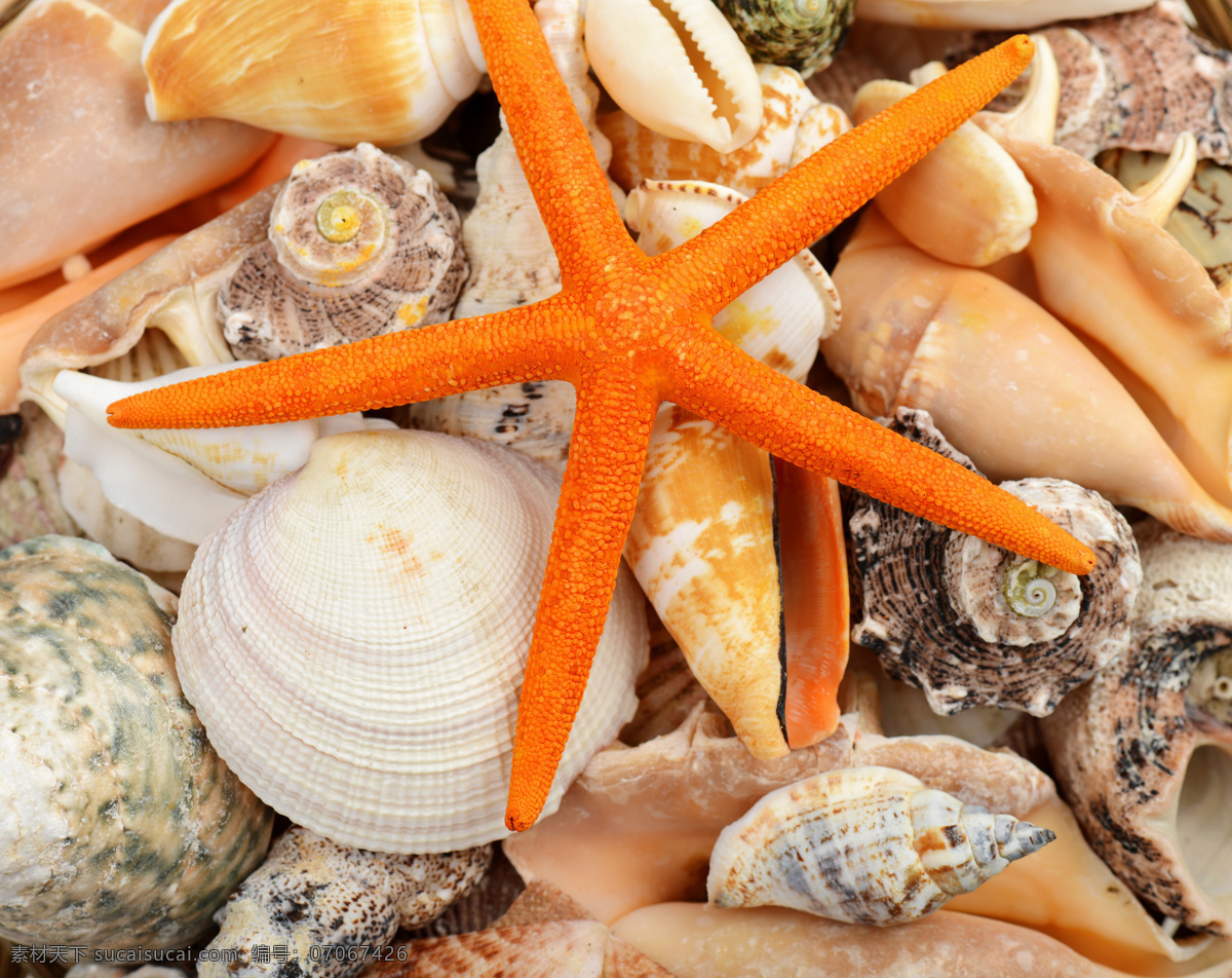 海星 贝壳 海螺 美食图片 餐饮美食