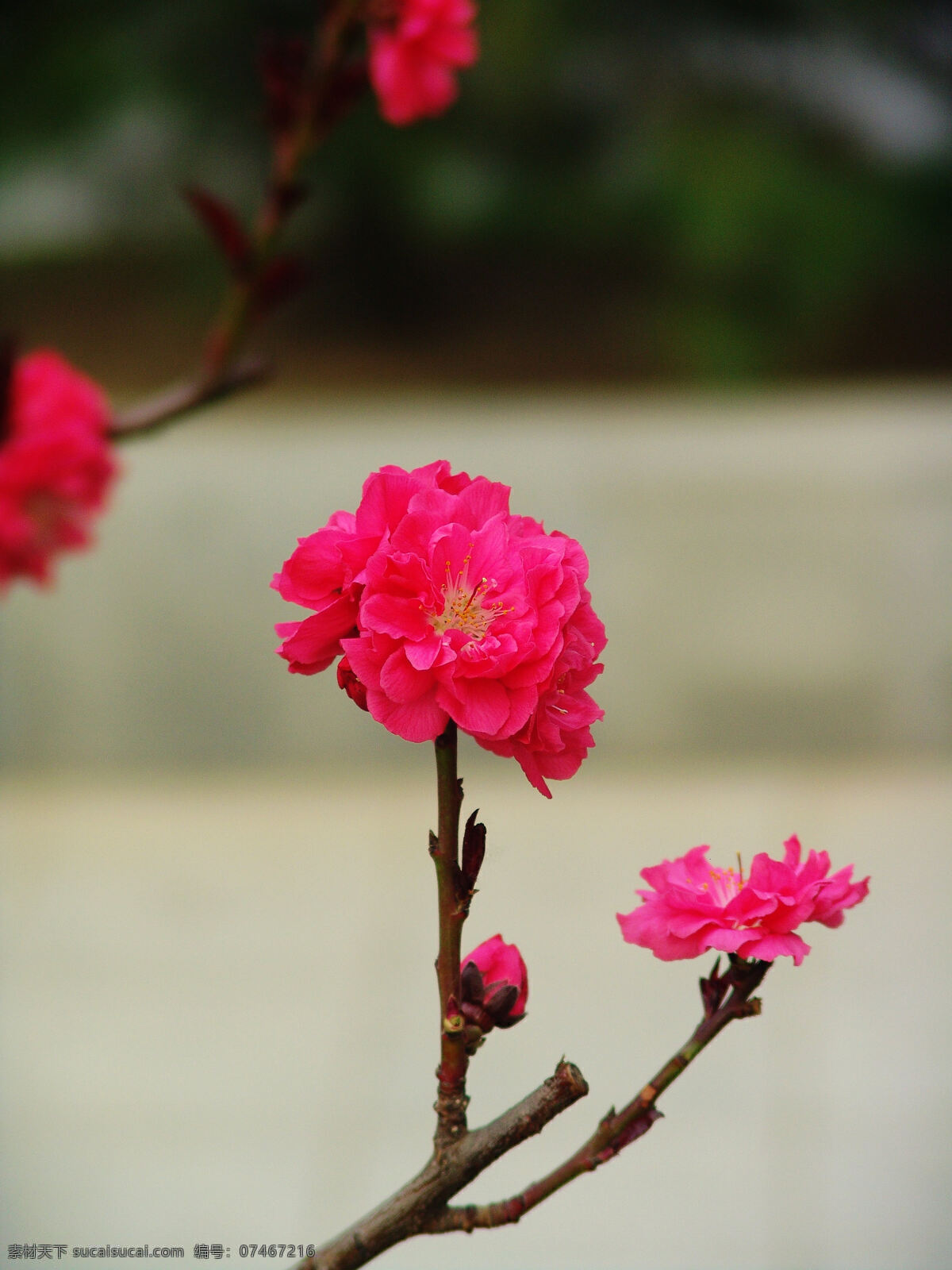 光影 花草 生物世界 桃花 虚化背景 春日 里 春日里的桃花 花草微距 微距摄影图片 sony相机 大光圈摄影