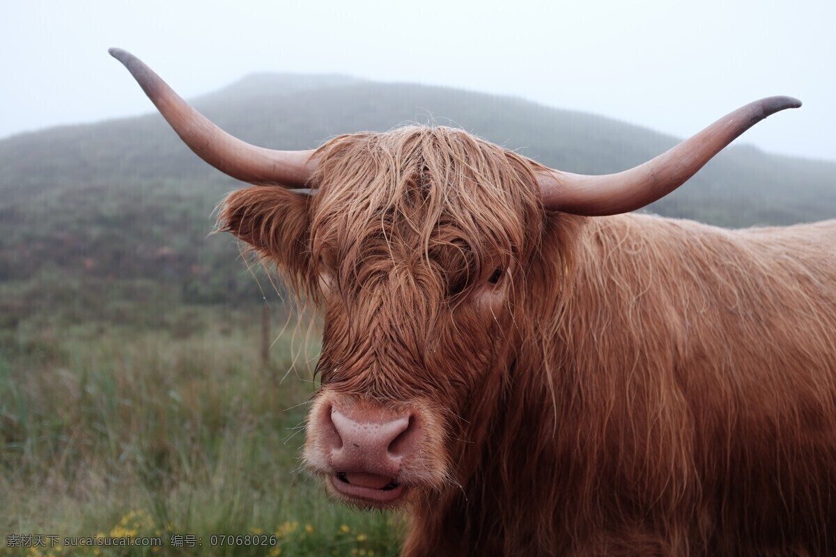 拍摄 原创 创意 动物 特写 草原 牦牛 生物世界 野生动物