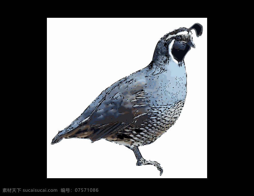加利福尼亚 鹌鹑 笔 墨水 动物 鸟类 自然 在户外 插画集