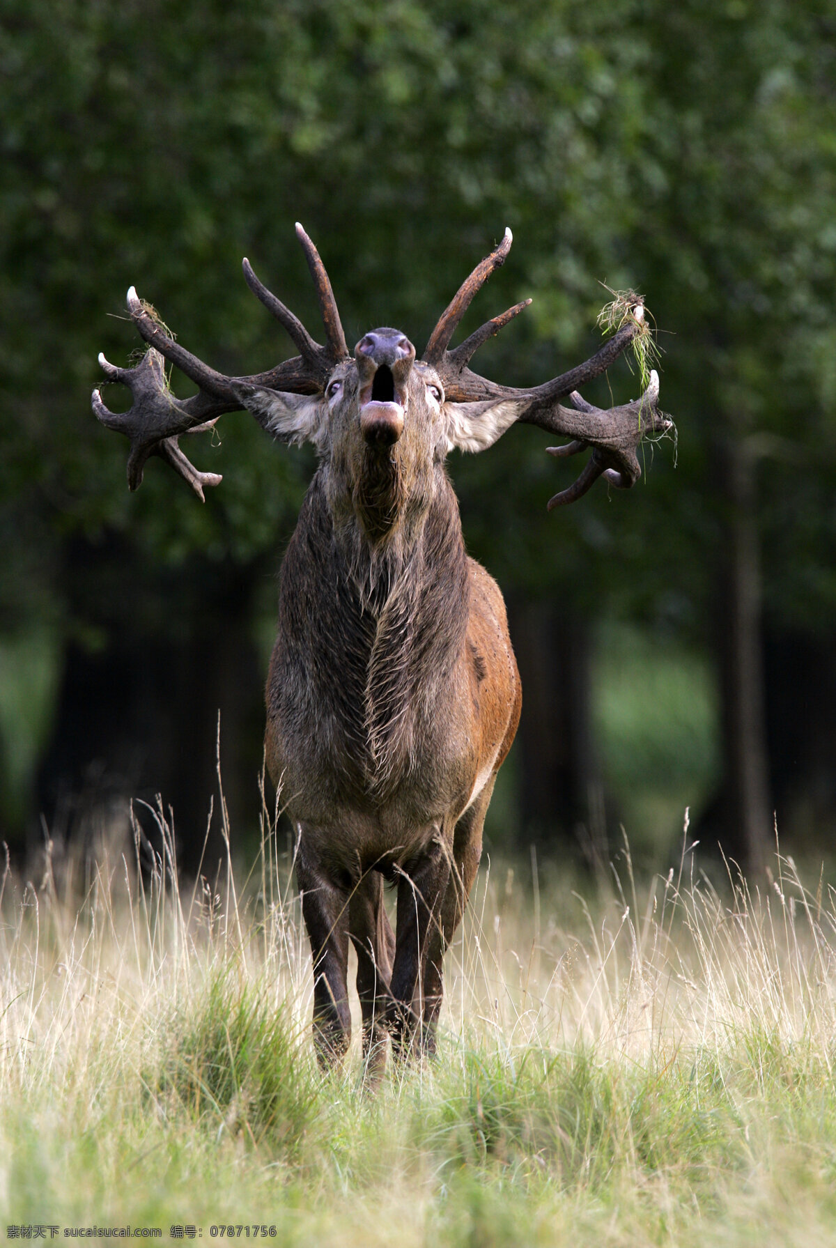 草地 上 鹿 草原 麋鹿 野生动物 动物世界 摄影图 陆地动物 生物世界