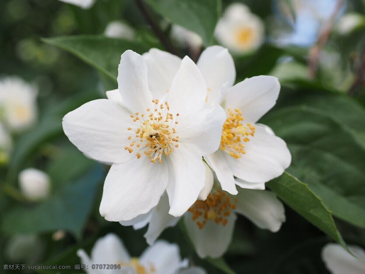 茉莉花 鲜花 花卉 花语 花朵 花瓣 白色小花 生物世界 花草