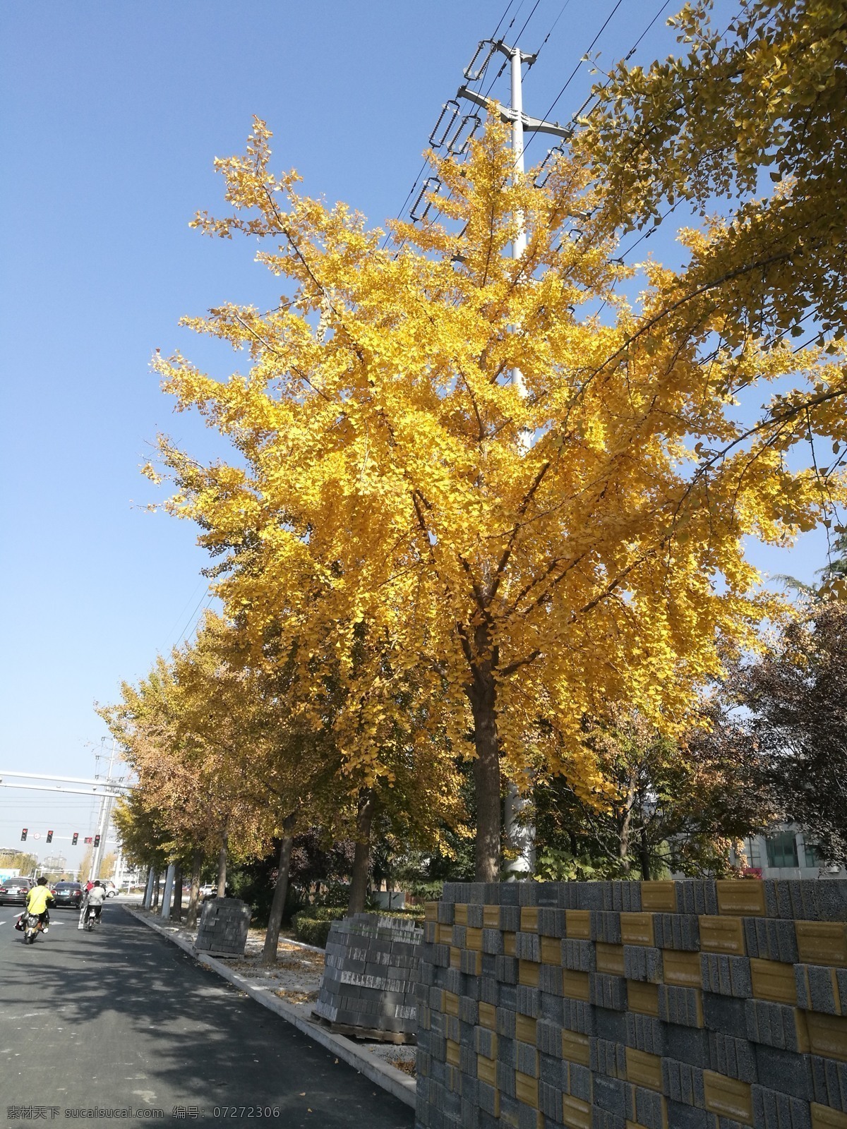 银杏树叶 黄色叶子 秋天的树 树叶 银杏叶 自然景观 自然风景